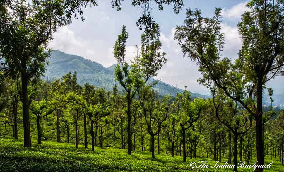 Ooty- Quick Guide to the Queen of Hill Stations